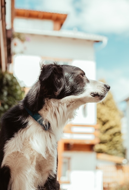 Adorabile bellissimo cane bianco e nero su sfondo sfocato