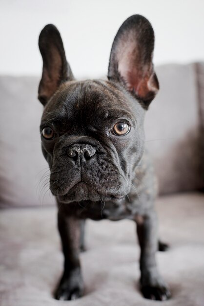 Adorabile cagnolino ritratto