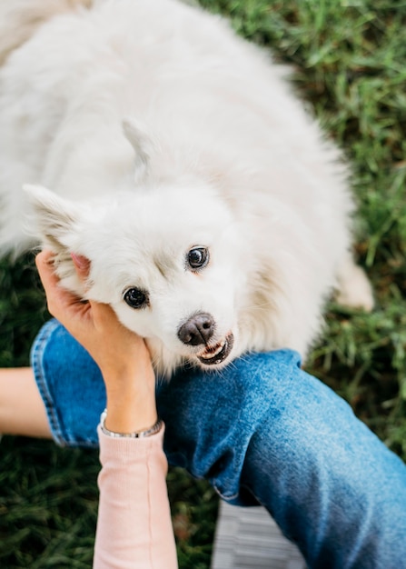 Adorabile cane accarezzato dal proprietario