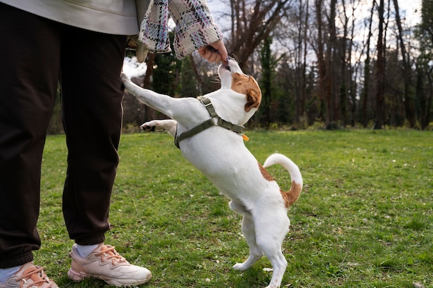 Adorabile cane al parco in natura con il proprietario