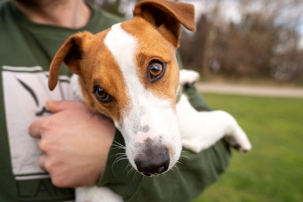 Adorabile cane al parco in natura con il proprietario