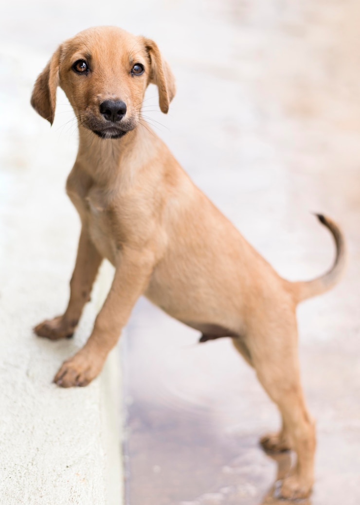 Foto gratuito adorabile cane al rifugio in posa sul gradino