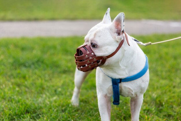 Adorabile cane beige con museruola all'aperto