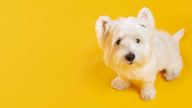 Adorabile cane bianco isolato su giallo