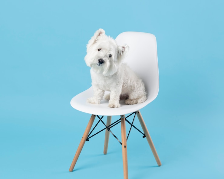 Foto gratuito adorabile cane bianco seduto su una sedia