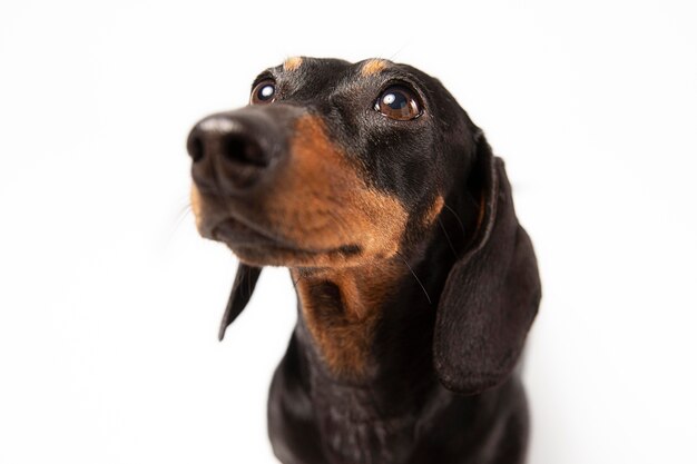 Adorabile cane che guarda in alto in uno studio