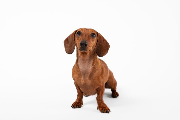 Adorabile cane che guarda in alto in uno studio