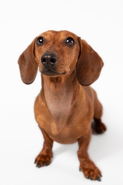 Adorabile cane che guarda in alto in uno studio