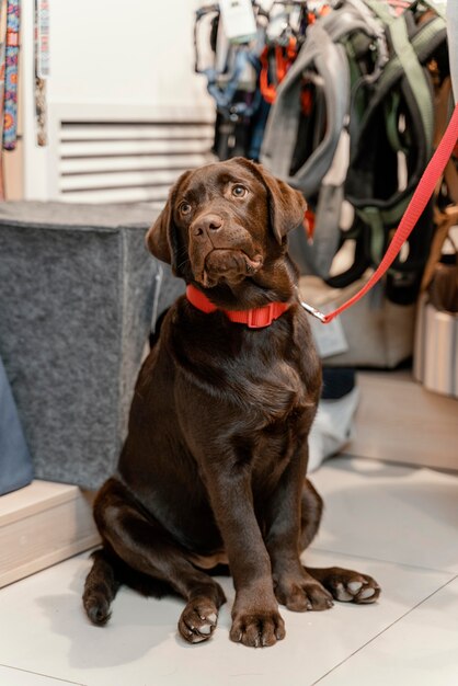 Adorabile cane con il proprietario presso il negozio di animali