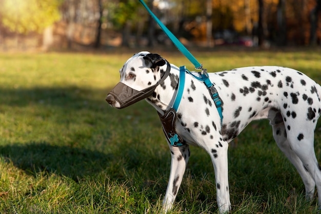 Adorabile cane dalmata con la museruola all'aperto