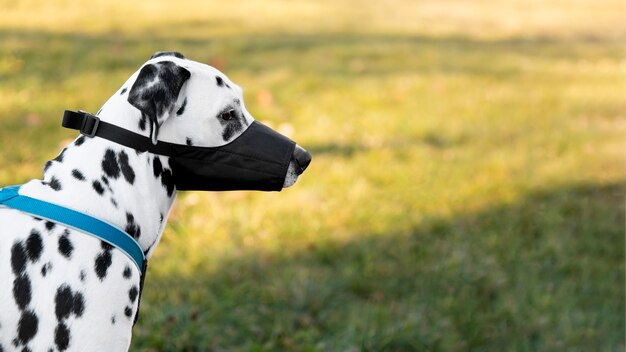 Adorabile cane dalmata con la museruola all'aperto