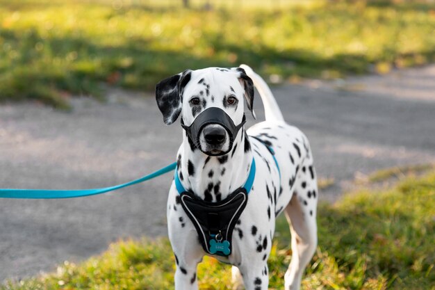 Adorabile cane dalmata con la museruola all'aperto