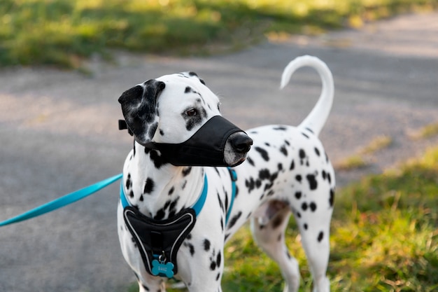 Adorabile cane dalmata con la museruola all'aperto