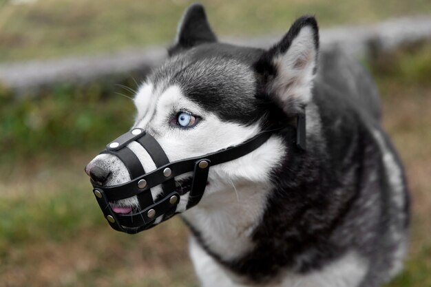 Adorabile cane husky con museruola all'aperto