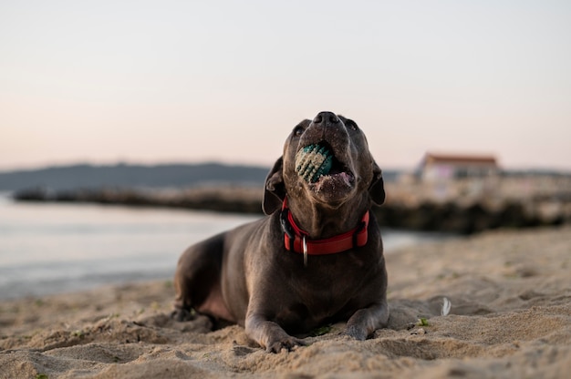 Adorabile cane pitbull in spiaggia