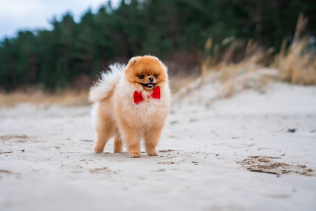 Adorabile cane spitz di Pomerania con un fiocco rosso che si diverte e corre sulla spiaggia