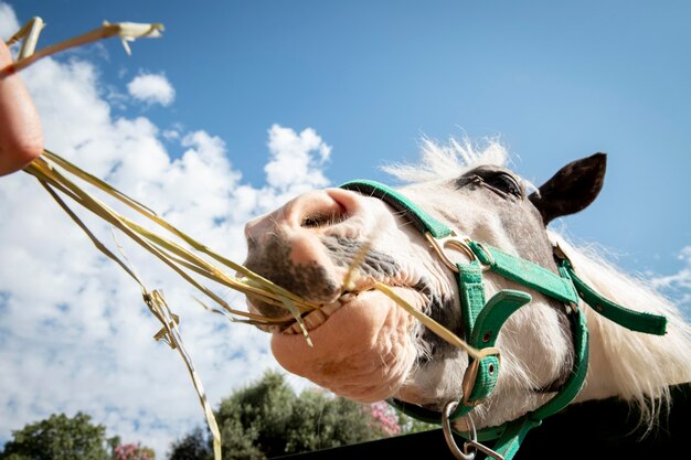 Adorabile cavallo alla fattoria all'aperto