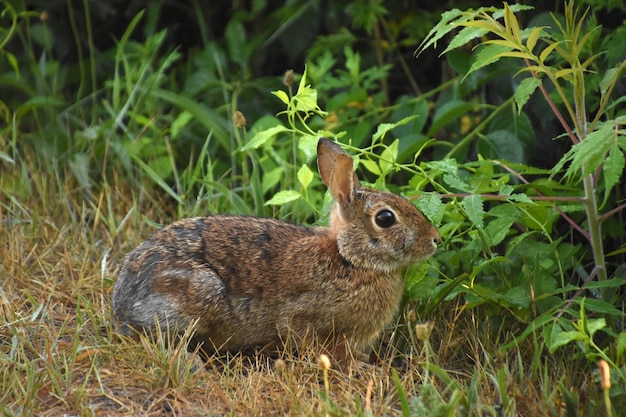 Adorabile coniglietto tra le foglie rosicchiate selvatiche