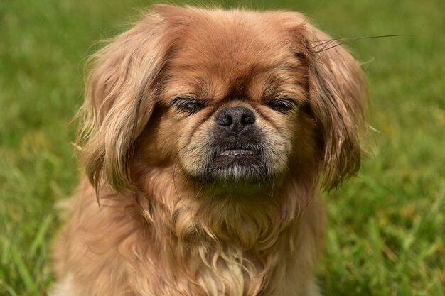 Adorabile cucciolo di cane pechinese allo zenzero fuori con gli occhi chiusi.