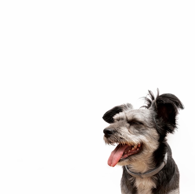 Adorabile cucciolo di razza mista con la bocca aperta guardando a sinistra con lo spazio della copia