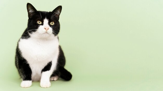 Adorabile gattino bianco e nero con parete monocromatica dietro di lei