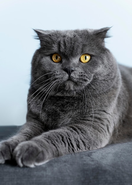 Adorabile gattino British Shorthair con parete monocromatica dietro di lei