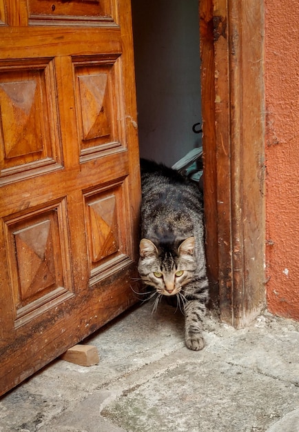 Adorabile gatto colorato che esce di casa