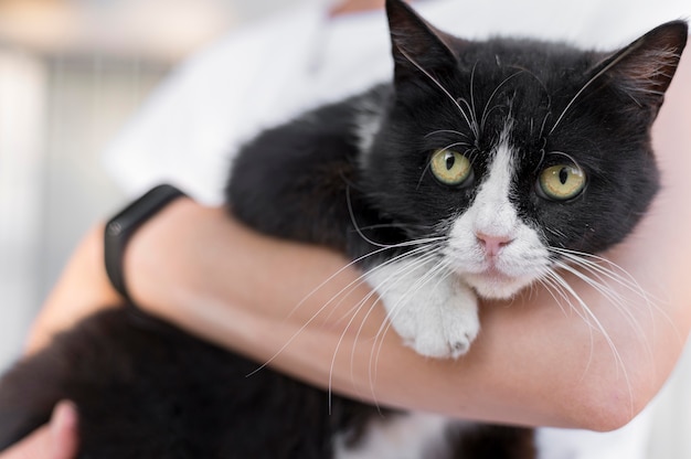 Adorabile gatto tenuto da qualcuno