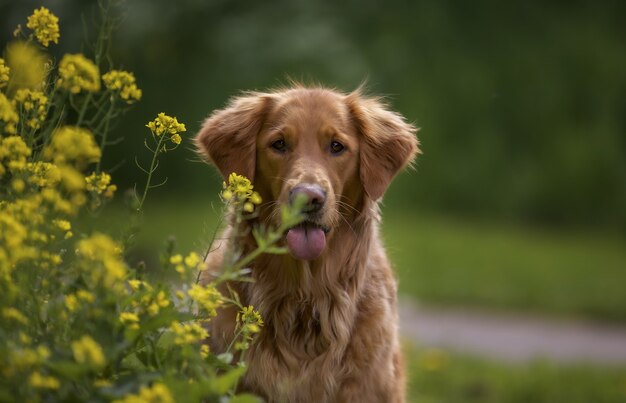 adorabile golden retriever all'aperto