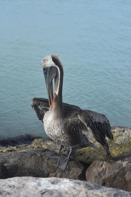 Adorabile grande pellicano selvatico sulla costa di Aruba