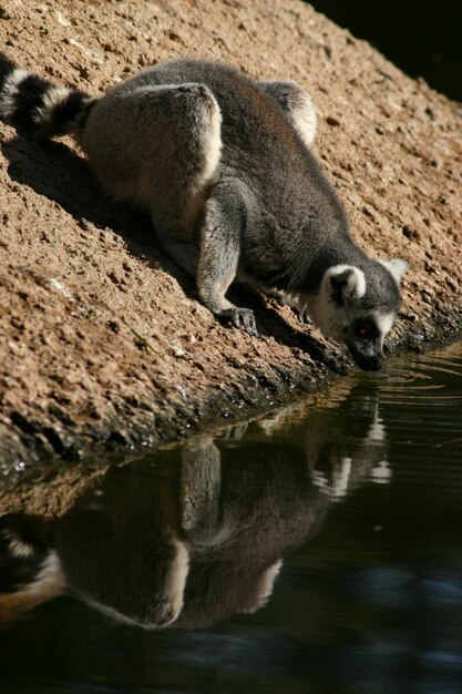 Adorabile lemure dalla coda ad anelli che beve acqua allo zoo