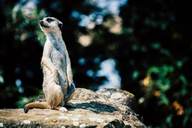 Adorabile meerkat seduto su una roccia