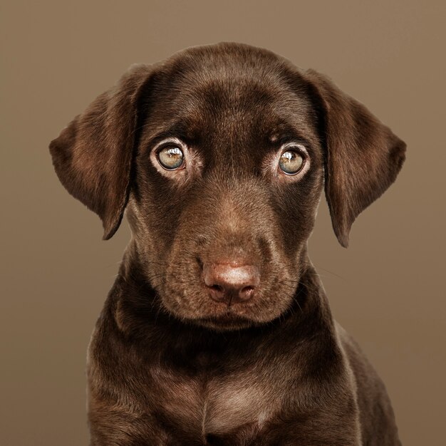 Adorabile ritratto di cioccolato Labrador Retriever