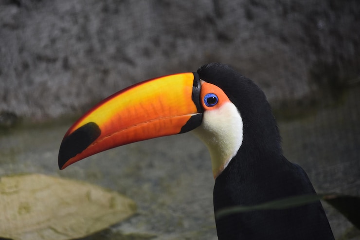 Foto gratuito adorabile uccello tucano con un becco arancione e giallo brillante