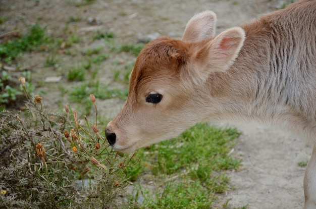 Adorabile vitello color crema in piedi nel giardino rurale