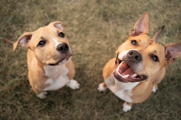 Adorabili cani pitbull che guardano in alto