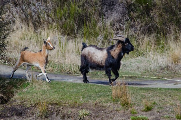 Adorabili capre che camminano sulla strada in campagna in Nuova Zelanda