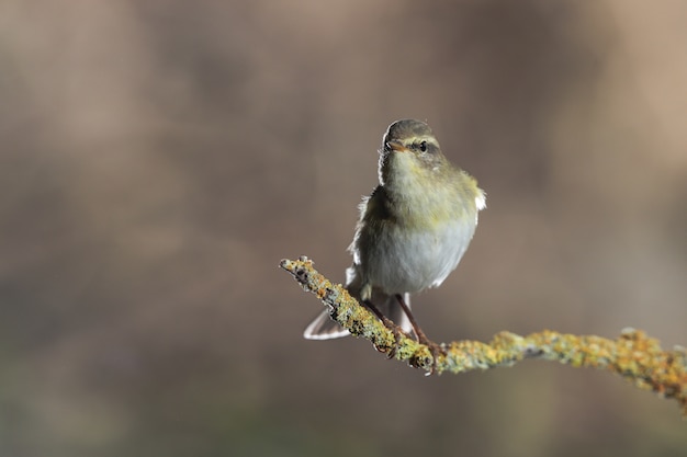 Adult Willow Warbler Phylloscopus trochilus, Malta, Mediterranea