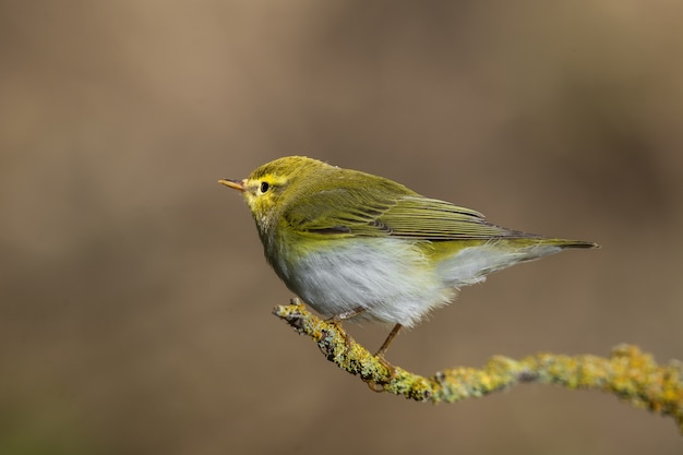 Adult Wood warbler Phylloscopus sibilatrix, Malta Mediterraneo