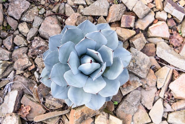 Agave parryi closeup