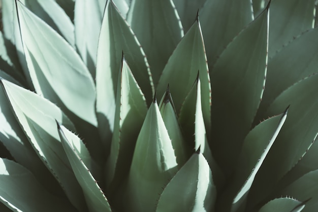 Agave parryi closeup