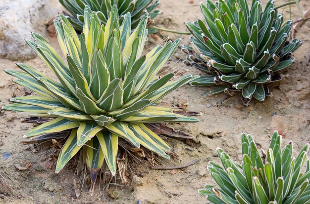 Agave pianta decorativa in giardino all&#39;aperto