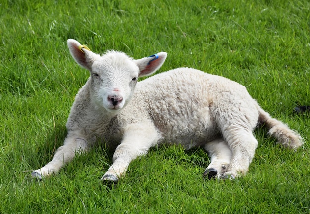 Agnello bianco lanoso che riposa al sole in primavera