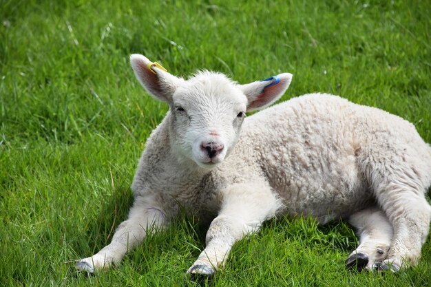 Agnello che sonnecchia in primavera che riposa in un campo