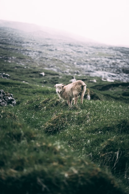 agnello in una verde collina sulla costa