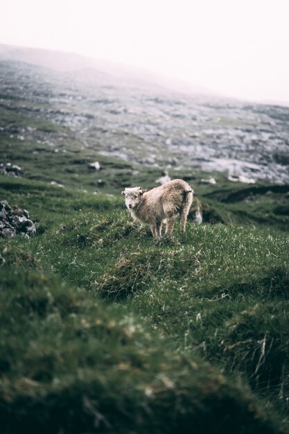 agnello in una verde collina sulla costa