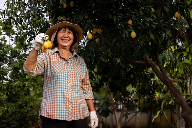 Agricoltore asiatico anziano che raccoglie prugne mariane gialle dolci fresche o frutta Gandaria Maprang o frutti tropicali esotici mayongchit