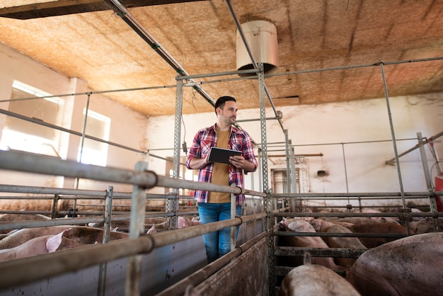 Agricoltore che cammina attraverso un grande porcile che controlla la crescita dei maiali tramite computer tablet