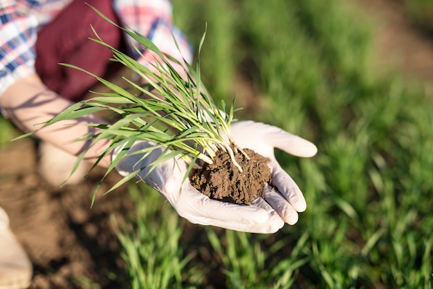 Agricoltore che detiene i raccolti nel campo