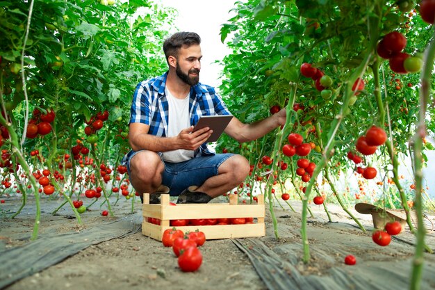 Agricoltore che tiene compressa e controlla la qualità delle verdure di pomodoro mentre si trovava nell'azienda agricola biologica